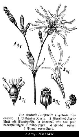 ragged-robin / Silene flos-cuculi, Syn. Lychnis flos-cuculi / Kuckucks-Lichtnelke (botany book, 1888) Stock Photo