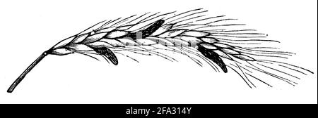ergot fungus / Claviceps purpurea Syn. Secale cornutum / Mutterkorn (natural history book, 1899) Stock Photo