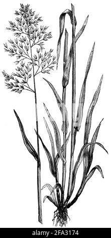 tufted grass / Holcus lanatus / Wolliges Honiggras (agricultural book, 1876) Stock Photo