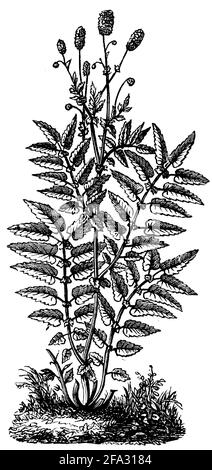 great burnet / Sanguisorba officinalis / Großer Wiesenknopf (agricultural book, 1876) Stock Photo