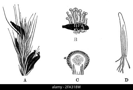 ergot fungus / Claviceps purpurea Syn. Secale cornutum / Mutterkorn (botany book, 1897) Stock Photo