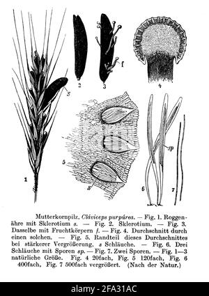 ergot fungus / Claviceps purpurea Syn. Secale cornutum / Mutterkorn (botany book, 1910) Stock Photo