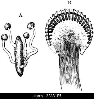 ergot fungus / Claviceps purpurea Syn. Secale cornutum / Mutterkorn (botany book, 1875) Stock Photo
