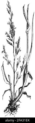 English ryegrass / Lolium perenne / Deutsches Weidelgras, Ausdauernder Lolch (botany book, 1875) Stock Photo