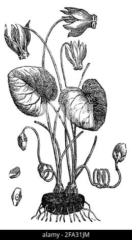 European cyclamen / Cyclamen purpurascens / Europäisches Alpenveilchen (encyclopedia, 1893) Stock Photo