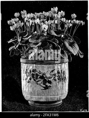 European cyclamen / Cyclamen purpurascens / Europäisches Alpenveilchen (botany book, 1907) Stock Photo