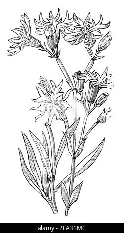 ragged-robin / Silene flos-cuculi, Syn. Lychnis flos-cuculi / Kuckucks-Lichtnelke (encyclopedia, 1893) Stock Photo