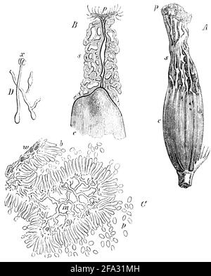 ergot fungus / Claviceps purpurea Syn. Secale cornutum / Mutterkorn (encyclopedia, 1893) Stock Photo