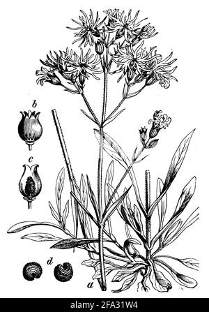 ragged-robin / Silene flos-cuculi, Syn. Lychnis flos-cuculi / Kuckucks-Lichtnelke (botany book, 1898) Stock Photo