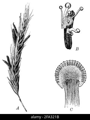 ergot fungus / Claviceps purpurea Syn. Secale cornutum / Mutterkorn (botany book, 1897) Stock Photo