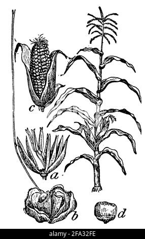 maize, corn / Zea mays / Mais (agricultural book, 1927) Stock Photo