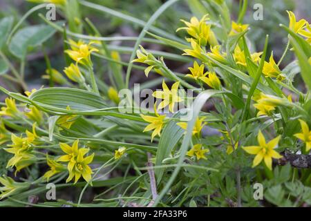 Blooming yellow star-of-bethlehem, Gagea lutea Stock Photo