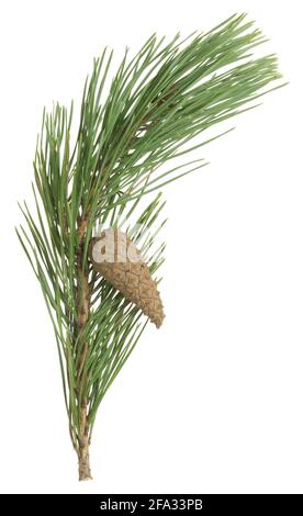 Dry pine cone and needles on a twig isolated on white background Stock Photo