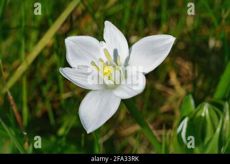 Closeup shot of a white lily in a green garden Stock Photo