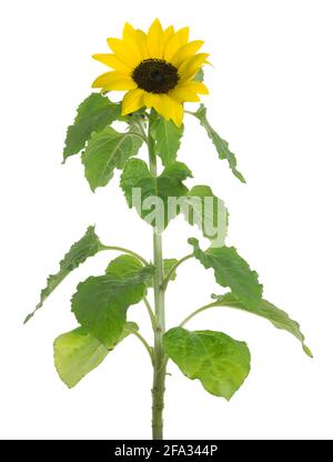 Blooming common sunflower Helianthus annuus, isolated on white background Stock Photo