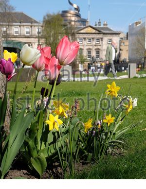 Edinburgh, Scotland, UK. 22nd Apr 2021. Springtime tulips and daffodils blooming in the late afternoon sun in St Andrew Square Garden. View of W Hotel at the St James Quarter redevelopment, due for reopening in June.  Credit: Craig Brown/Alamy Live News Stock Photo