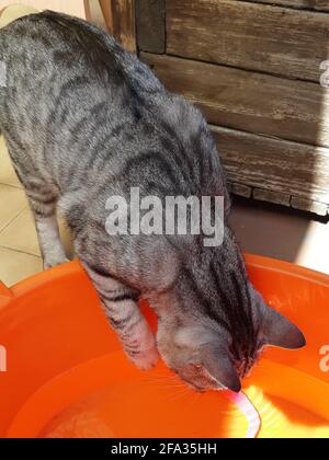 Cat playing with the water contained in a basin Stock Photo