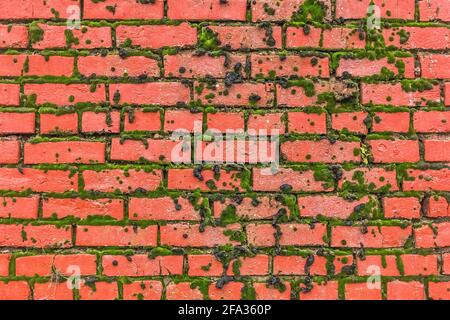 Old brown red brick wall with mold or green moss texture background. Stock Photo