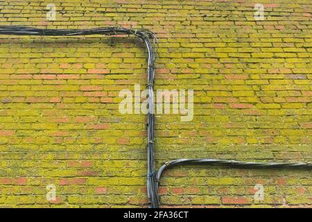Electrical power cable wiring on old dirty green moldy brick wall facade background moss texture. Stock Photo