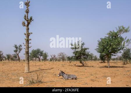 A donkey lying down in desert of Dogon Country, Mali, Africa Stock Photo