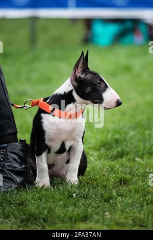 Russia, Krasnodar April 18, 2021-Dog show of all breeds. Miniature bull terrier puppy of black and white color in an orange collar and on leash walks Stock Photo