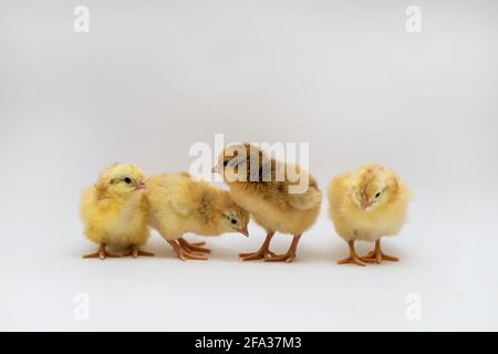 Newborn white and brown chicken eating, resting Stock Photo