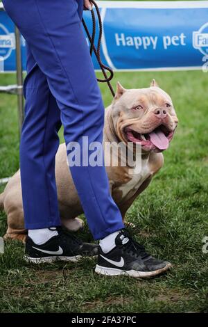 Russia, Krasnodar April 18, 2021-Dog show of all breeds. Light gray funny American bully. The American Bully puppy sits near the owner's leg and smile Stock Photo