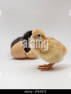 Little yellow chicken isolated on white background. Chicks just born. Stock Photo