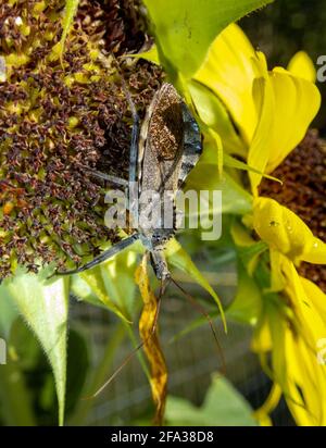 A macro close up view of a menacing Wheel Bug standing on a sunflower in Missouri. Bokeh effect. Stock Photo