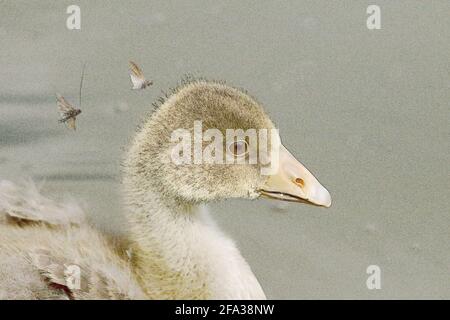 Young Greylag Gosling with Flies Buzzing Around its Head. (Digital Art) Stock Photo