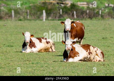 group of montbeliard cows in pasture Stock Photo