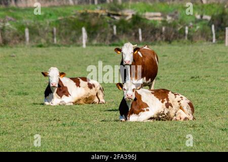 group of montbeliard cows in pasture Stock Photo