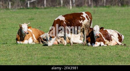 group of montbeliard cows in pasture Stock Photo