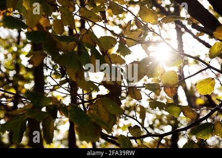 Sunlight burst through autumn leaves on the Red Kite Trail in woodland on the outskirts of Gateshead in north-east England. The circular walking route Stock Photo