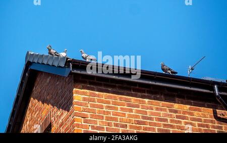 Pigeons on roof Stock Photo