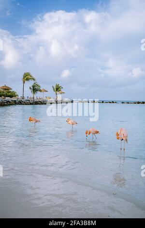 Aruba beach with pink flamingos at the beach, flamingo at the beach in Aruba Island Caribbean. A colorful flamingo at beachfront Stock Photo