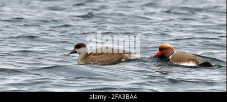 Pair of Red-crested pochard swimming Stock Photo