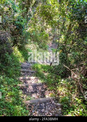 A steep trial winding down hill through the thick coastal Tsitsikamma forest, in the Garden Route National Park, South Africa Stock Photo