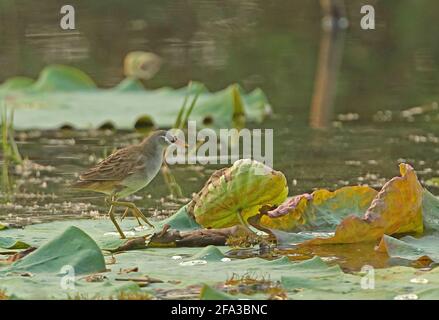 White-browed Crake (Amaurornis cinerea) adult walking on lilly pads Ang Trapaeng Thmor, Cambodia          January Stock Photo