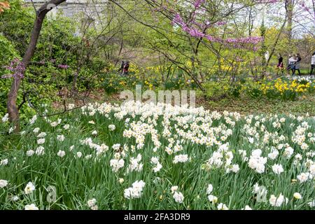 Springtime Flowers on the Bridle Path in Central Park, New York City, USA Stock Photo