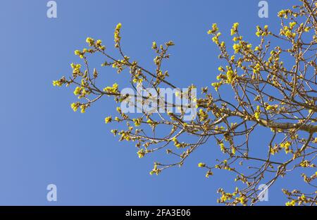 Leaves sprouting from a branch on an Oak tree, with a blue sky in springtime. Hertfordshire. UK Stock Photo