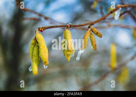 birch tree fruit