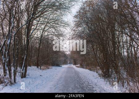 Winter landscape in Braunschweig, Lower Saxony, Germany. Snow covered Westpark on a cloudy winter day Stock Photo