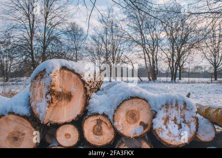 Stacked wood. Pile of small logs covered with snow. Tree trunks in forest during winter Stock Photo