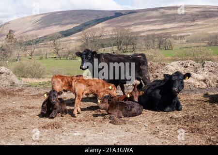 Beef cows and calves on hill farm, Glen Fruin, Argyll, Scotland Stock Photo