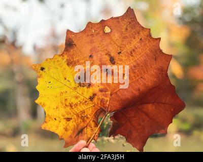 Close up of hand holding an American sycamore leaf in autumn Stock Photo