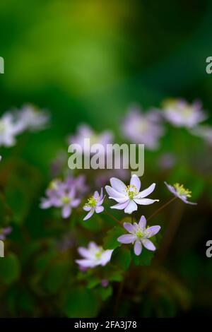 Anemonella thalictroides dark leaved form,pink,pink white flowers,perennial,shade,shaded,shady,wood,woodland,plant,flowering,spring in the garden,wood Stock Photo