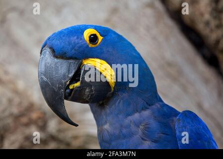 Closeup of blue Hyacinth macaw (Anodorhynchus hyacinthinus) in Transpantaneira, Pantanal, Brazil. Stock Photo