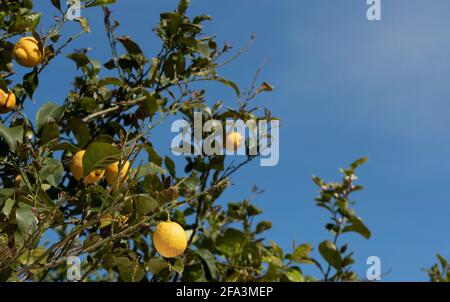 Yellow organic lemons grow on a tree against a blue sky in Sicily Stock Photo