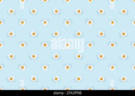 Symmetric small daisy flowers with white petals on blue background Stock Photo